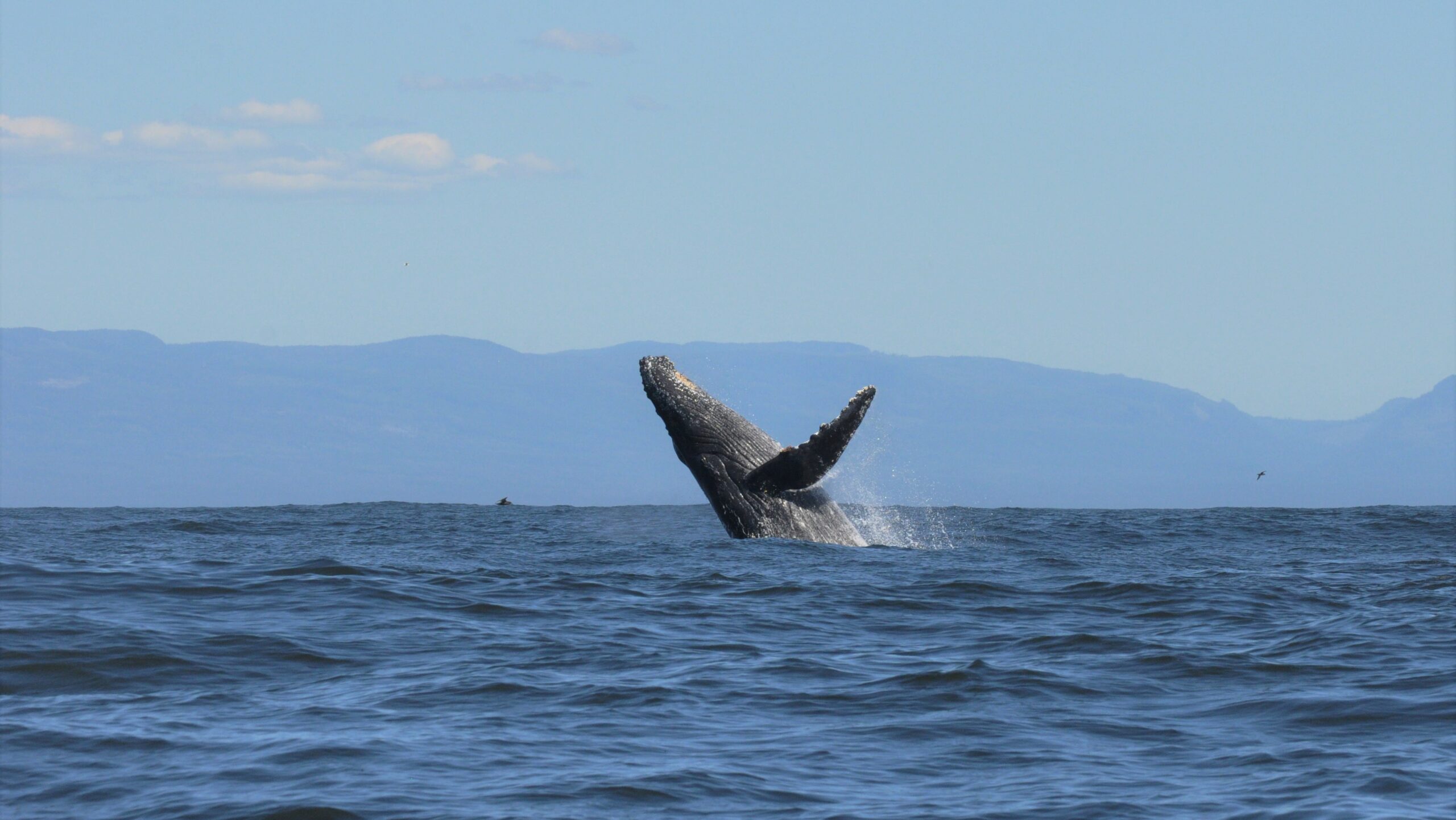 Humpback Whale breaching of the coast of Vancouver Island on a Wild Renfrew whale tour.